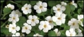 Bacopa Monnieri ► Great Life Now Hair Growth Hair Loss Hair Thinning Hair Production